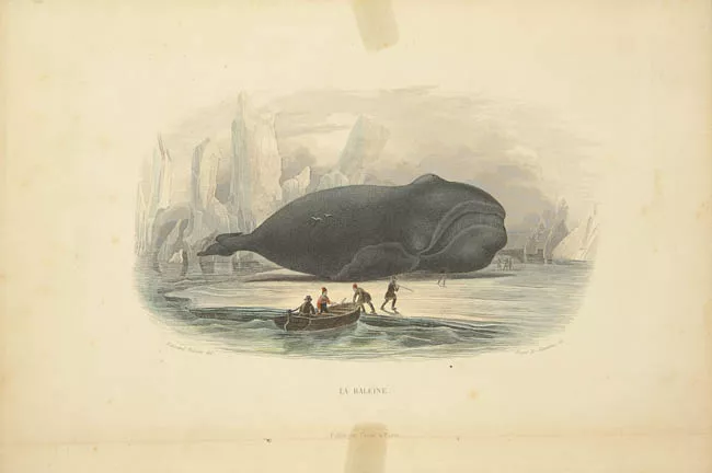 La baleine