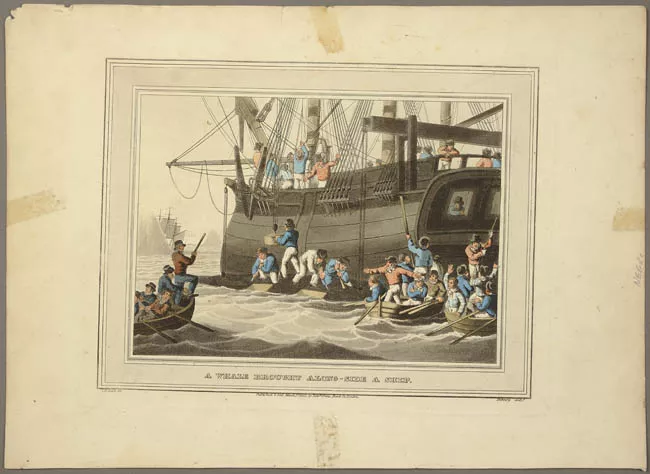 A Whale brought along-side a ship