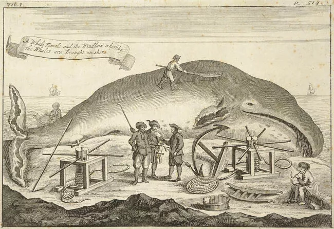 A Whale Female and the Windlais whereby the Whales are brought on shore