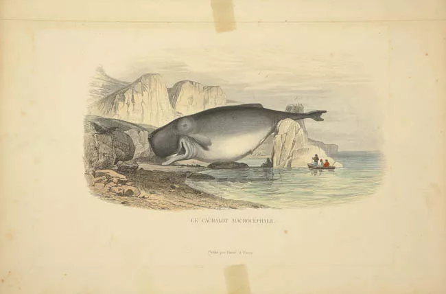 Le Cachalot Macrocéphale