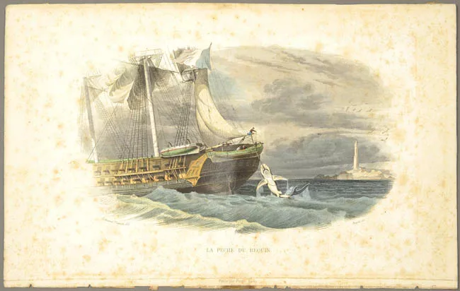 La pêche du requin