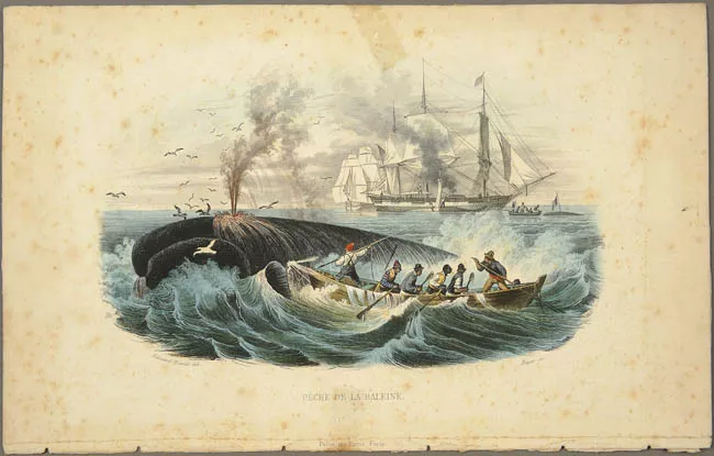 Pêche de la baleine