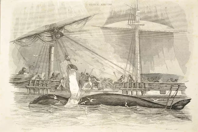 Depécement d'une Baleine