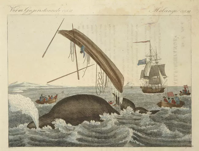 Los peligros de la caza de ballenas
