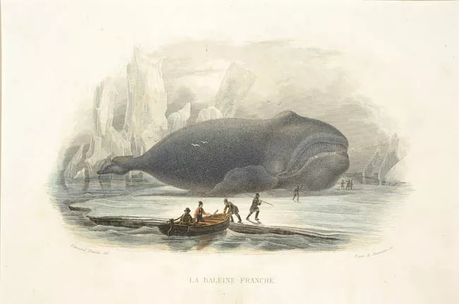 La Baleine Franche