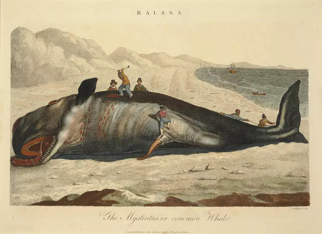 The Mysticetus, or common Whale