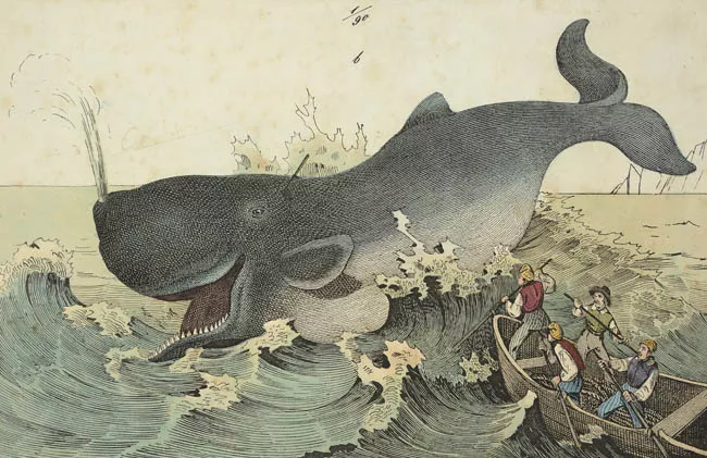 La Beluga o Cachalote