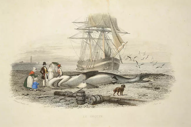 Le Requin