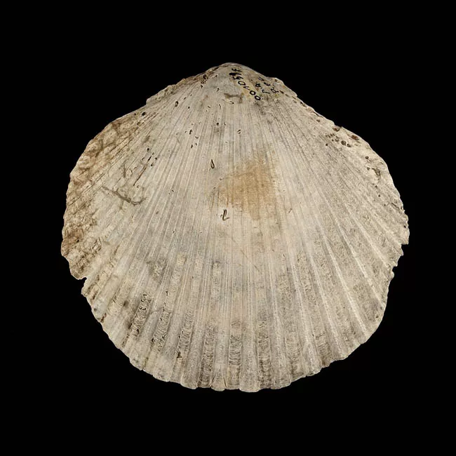 Recipiente