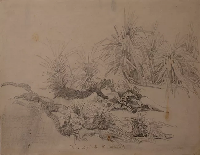 Dibujos de Plantas de secanos Puerto Montt