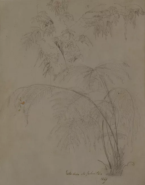 Dibujo de plantas