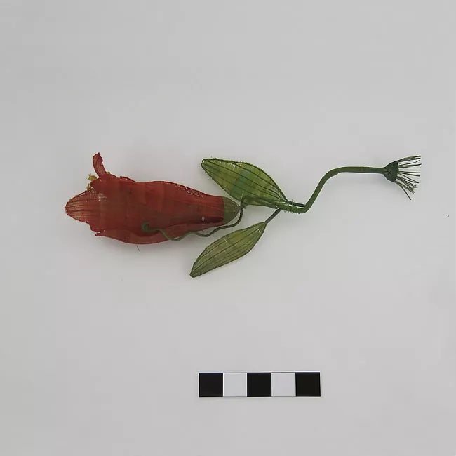 Flor de copihue