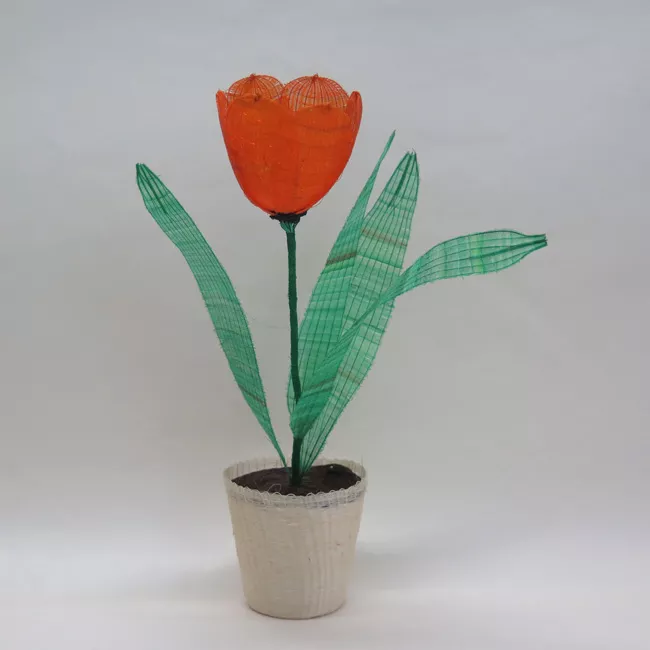 Tulipán