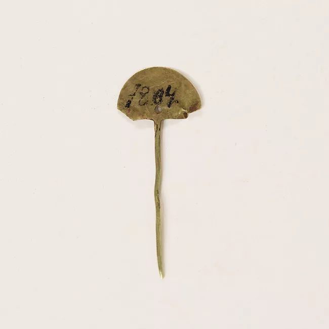 Tupu