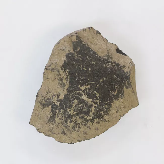 Raedera