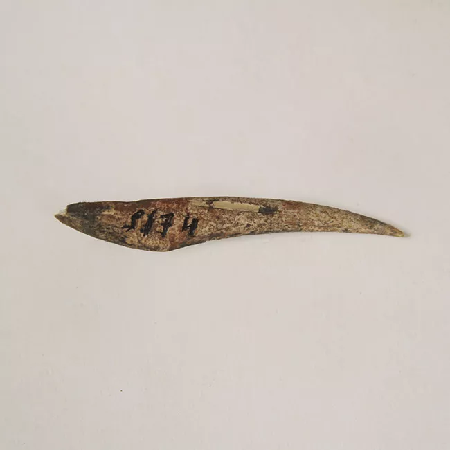 Barba de arpón