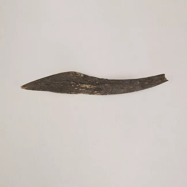 Barba de arpón