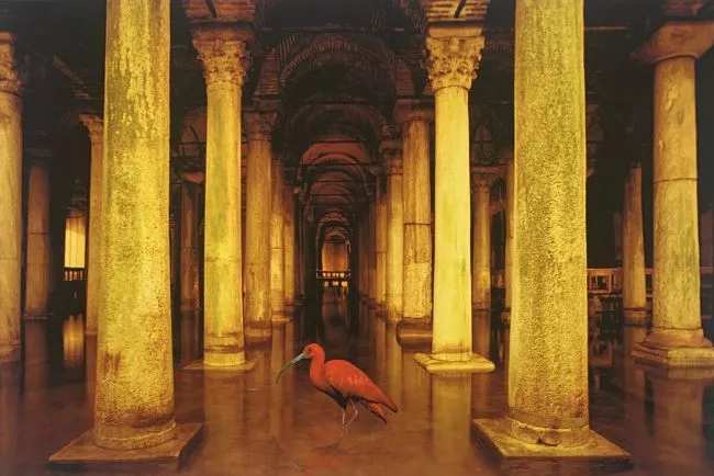 Lóiseau rare