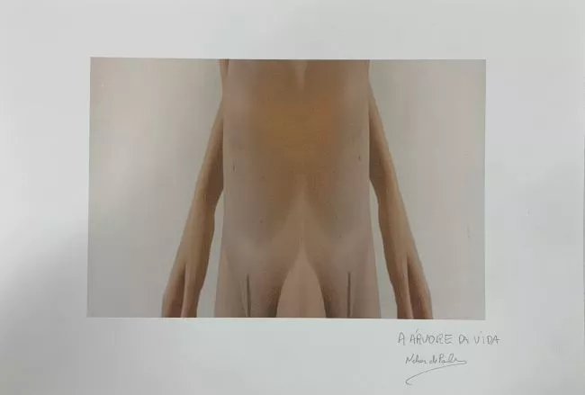 A árvore da vida