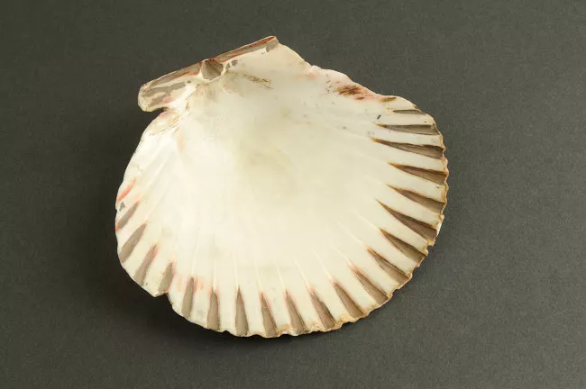 Recipiente de conchas