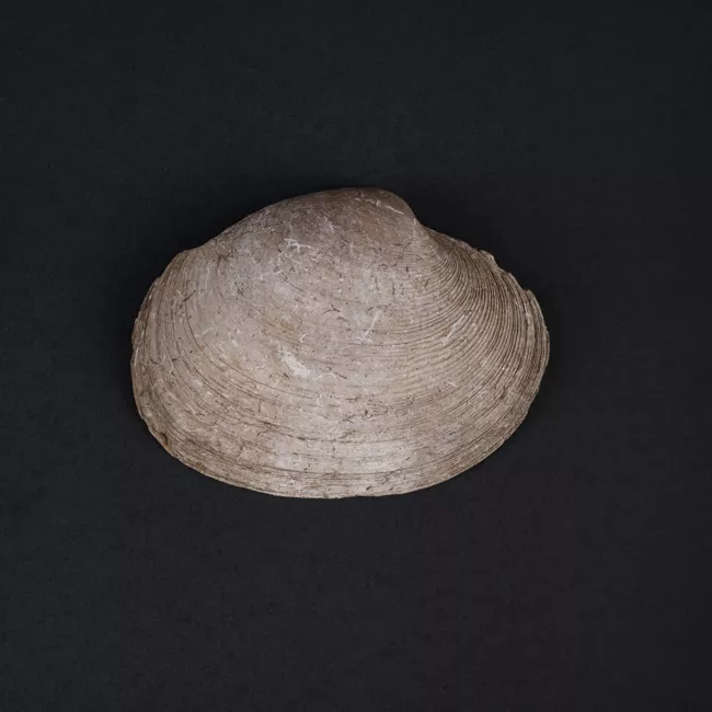 Recipiente de conchas