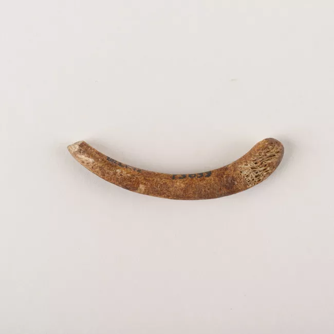 Barba de anzuelo