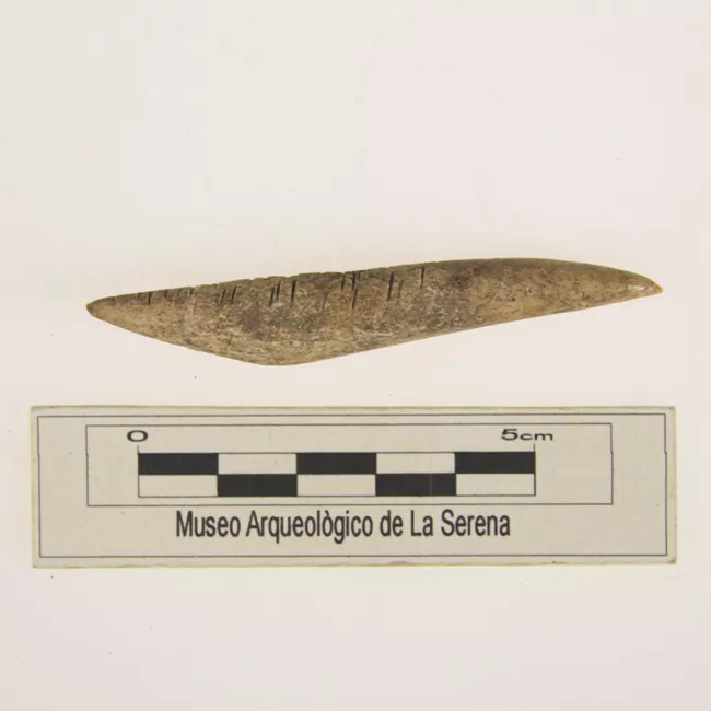 Barba de arpón
