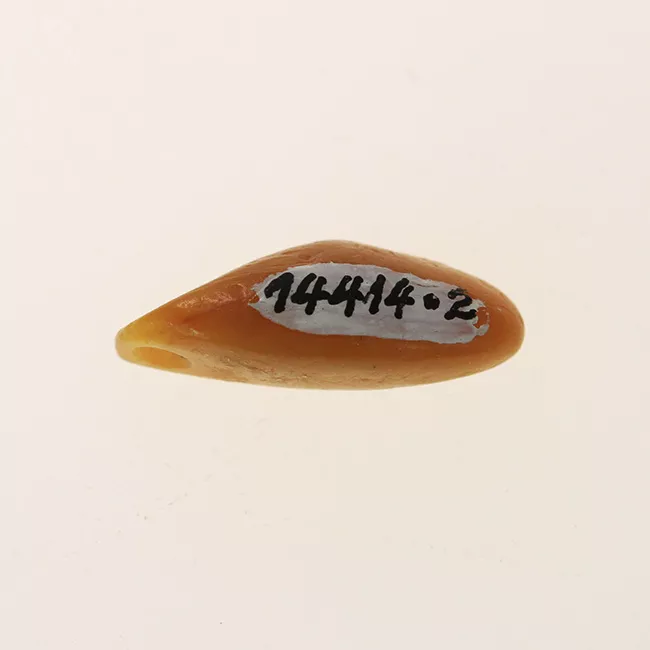 Colgante