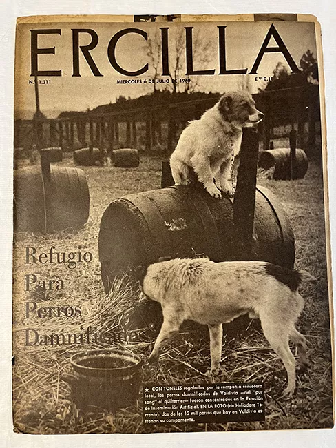 Ercilla N°1311. Año XXVI. Refugio Para Perros Daminificados