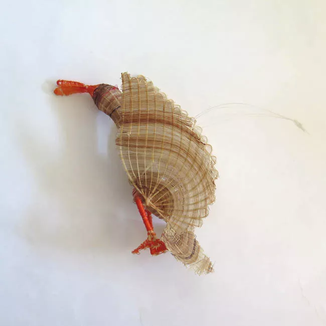 Cisne de Cuello Negro
