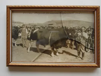 Exposición ovina