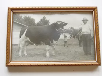 Exposición bovina