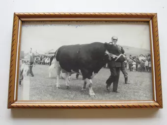Exposición bovina