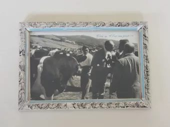 Exposición bovina