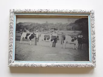 Exposición bovina