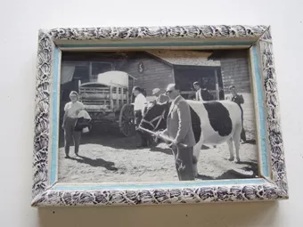 Exposición bovina