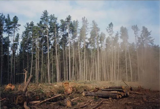 Tala de Bosque de Pinos