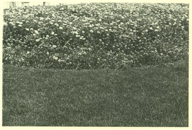 Jardin