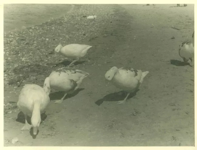 Aves de corral