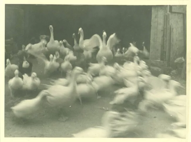 Aves de corral