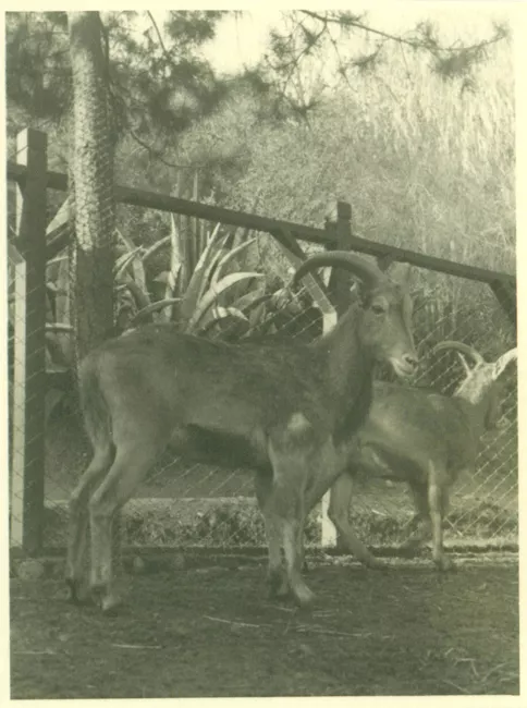 Retrato de una cabra