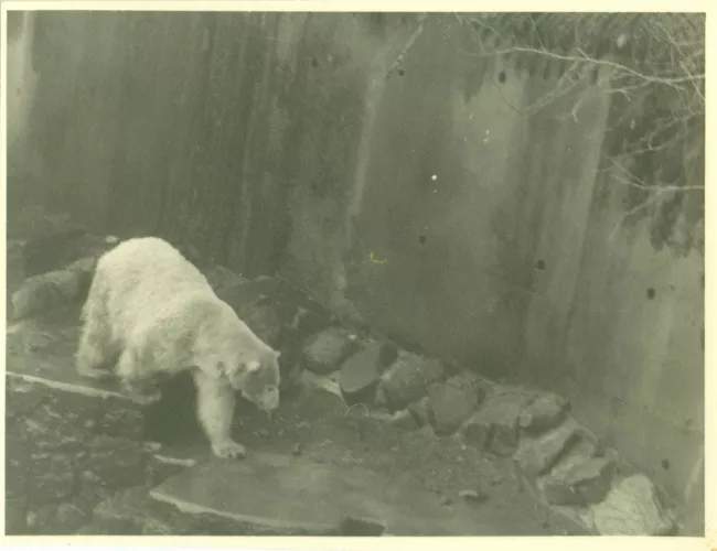 Oso polar