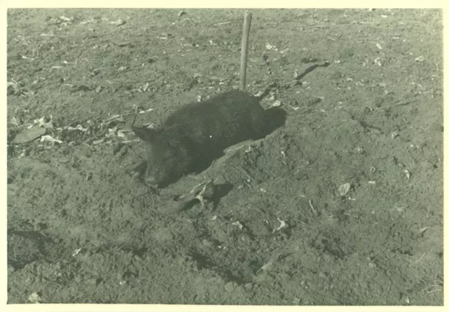 Cerdo
