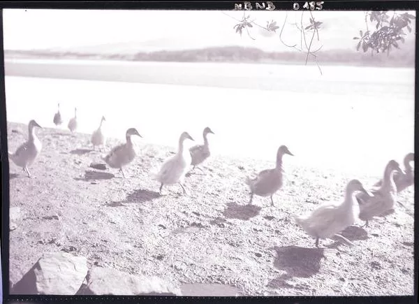 [Patos a orillas de un lago]  [fotografía] Ignacio Hochhäusler.