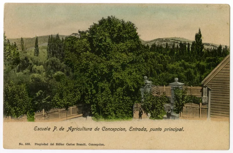 Escuela P. de Agricultura de Concepcion, Entrada, punto principal  [fotografía] Carlos Brandt.