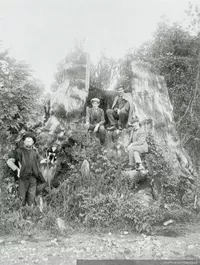 El bosque chileno
