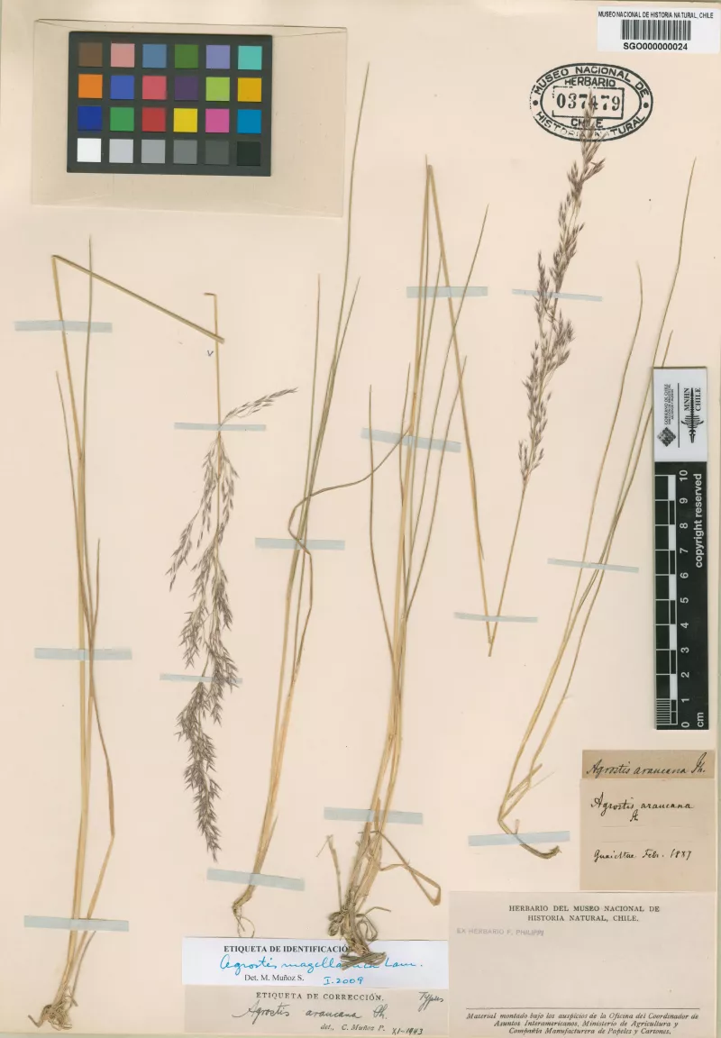 Agrostis araucana Phil.