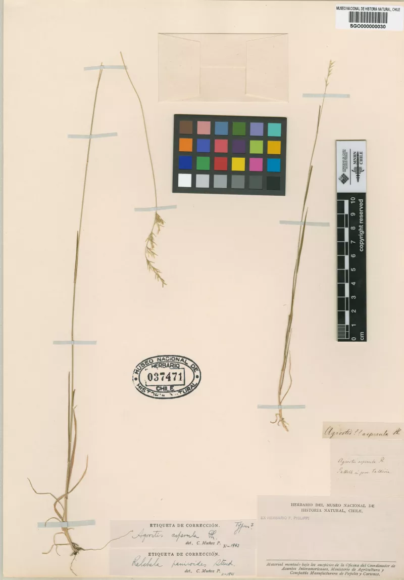 Agrostis asperula Phil.