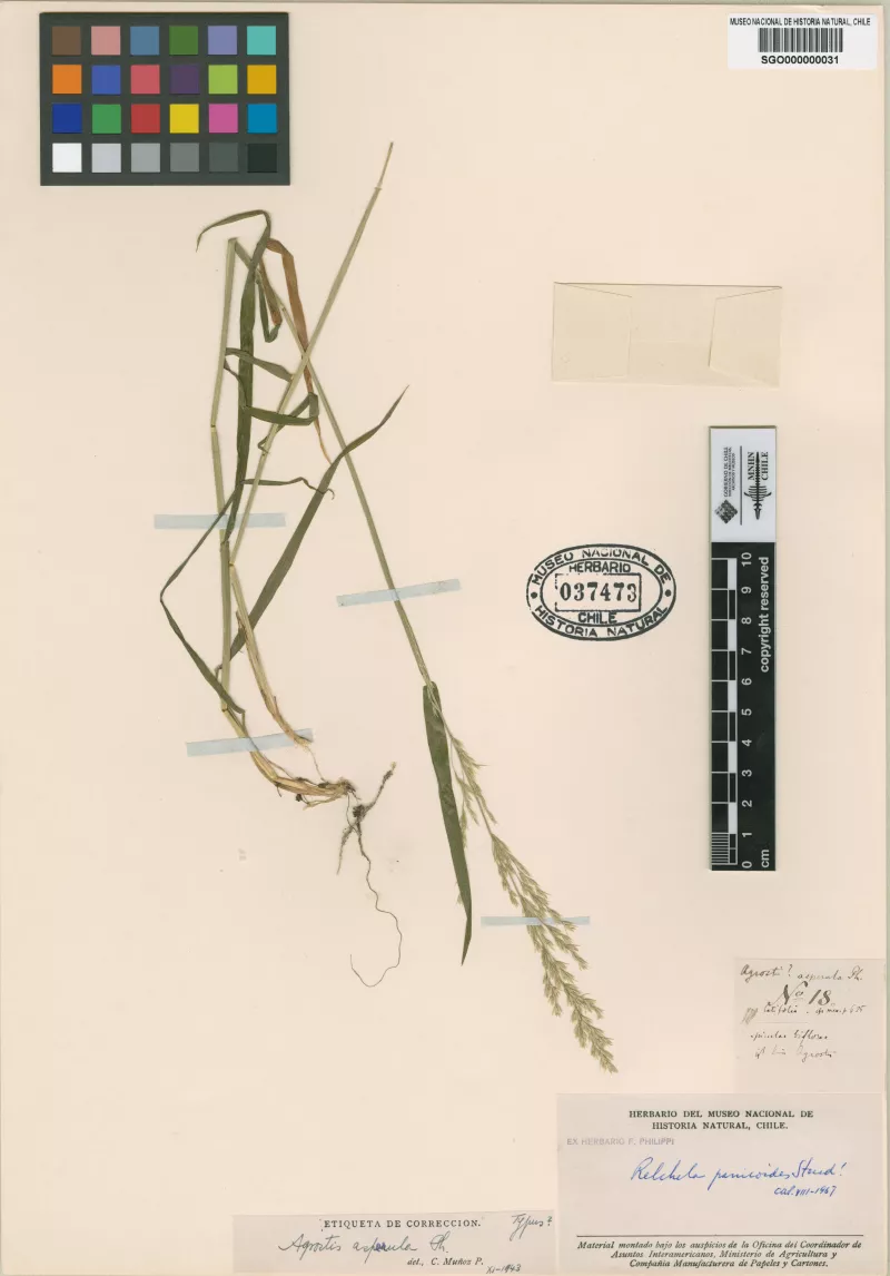 Agrostis asperula Phil.