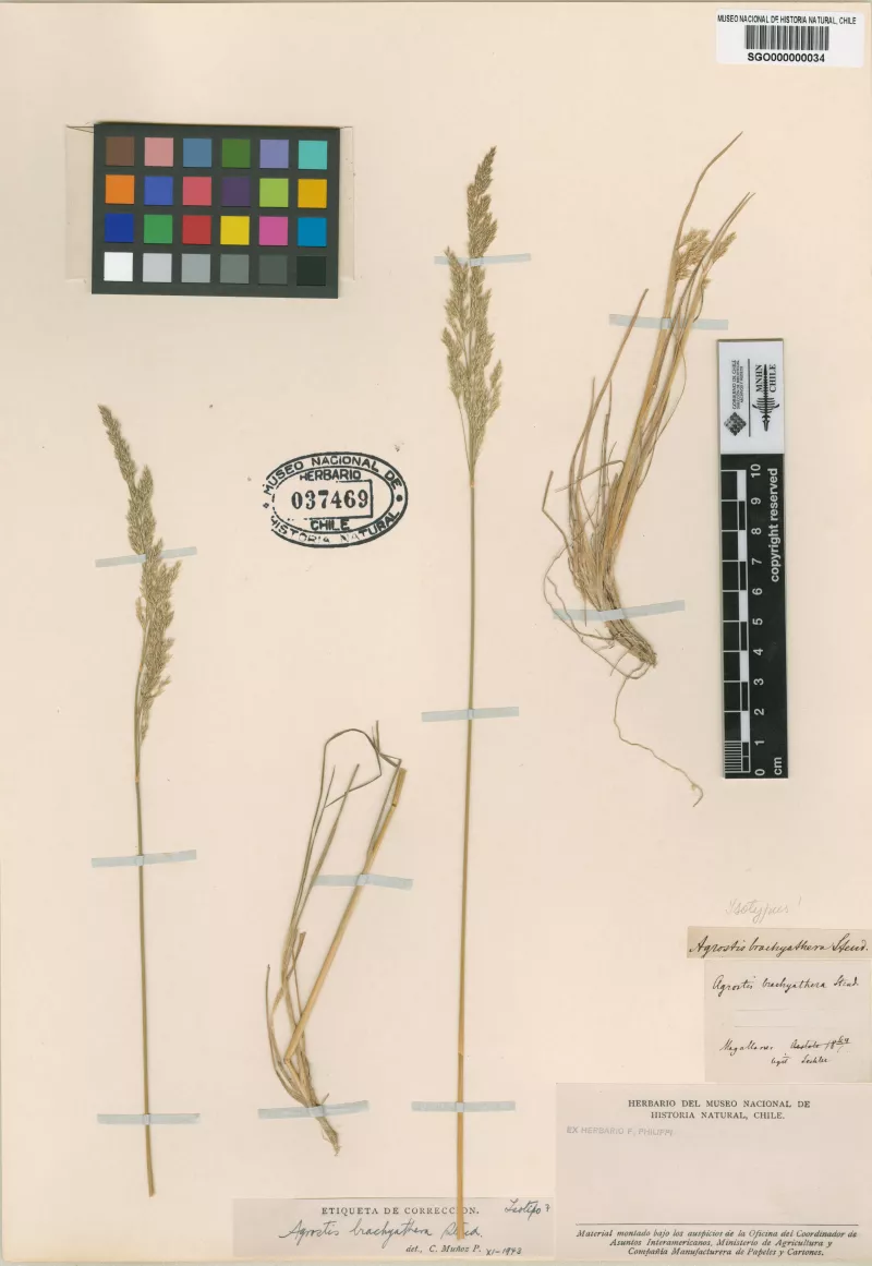 Agrostis brachyathera Steud.